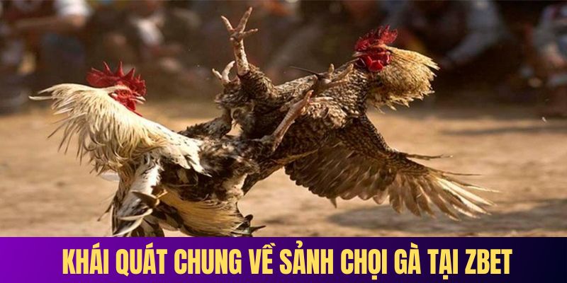 Khái quát chung về sảnh chọi gà tại ZBET