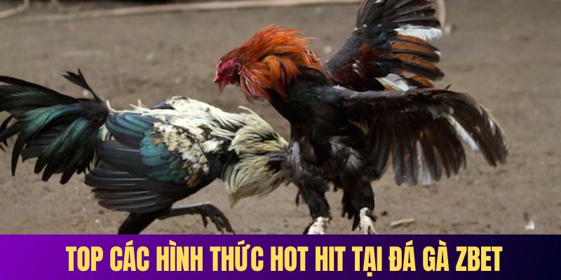 Top các hình thức hot hit tại đá gà ZBET